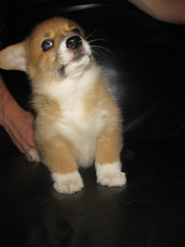 Puppies